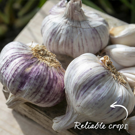 Garlic ‘Germidour’ (Autumn Planting)