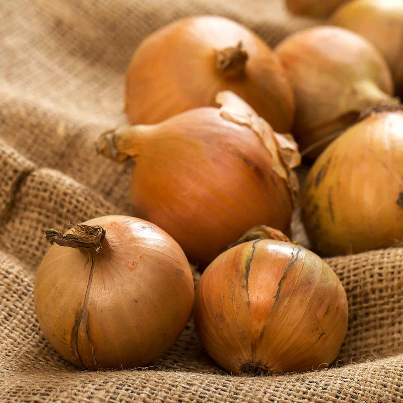Onion ‘Crusado’ (Spring Planting)