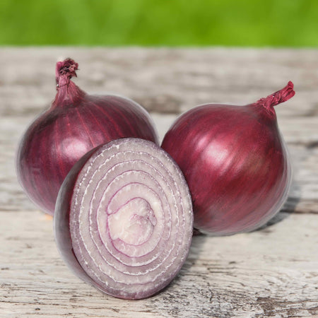 Pre-rooted Onions Autumn 'Red and White' Mix