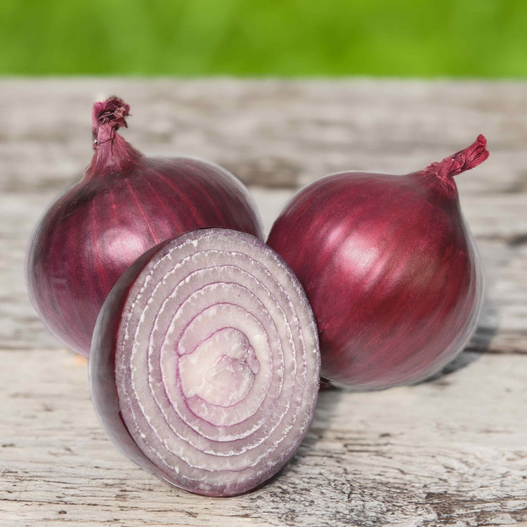 Pre-rooted Onions Autumn 'Red and White' Mix