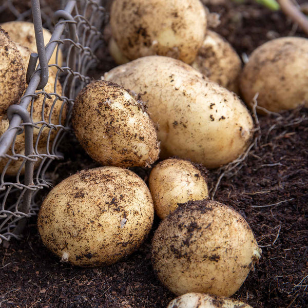 Pre-Chitted Albert Bartlett Seed Potato 'Vivaldi'
