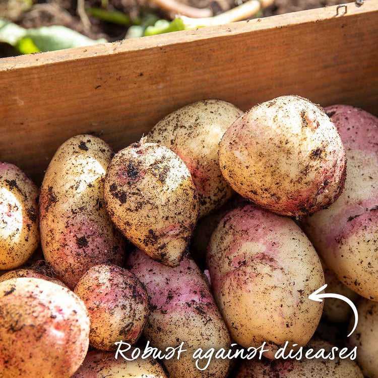 Seed Potato Disease Resistant Collection
