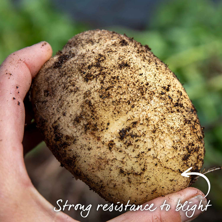 Seed Potato Disease Resistant Collection