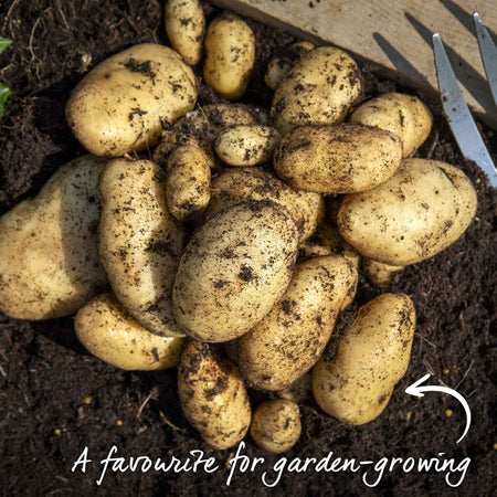 Seed Potato 'Arran Pilot'