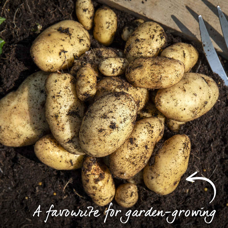 Seed Potato 'Arran Pilot'