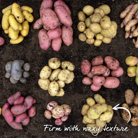 Seed Potato 'Arran Pilot'
