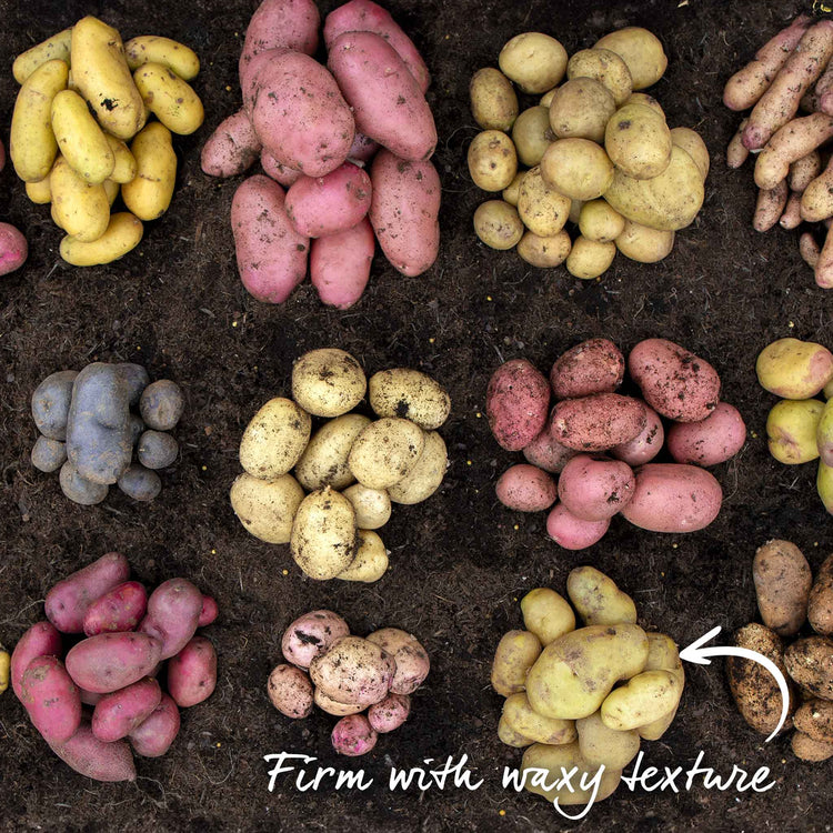 Seed Potato 'Arran Pilot'