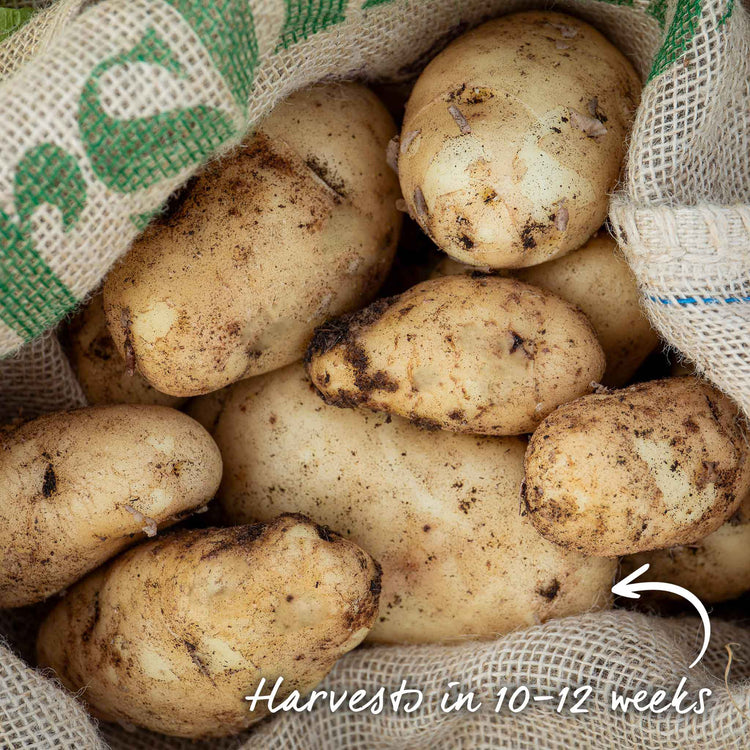 Seed Potato 'Arran Pilot'
