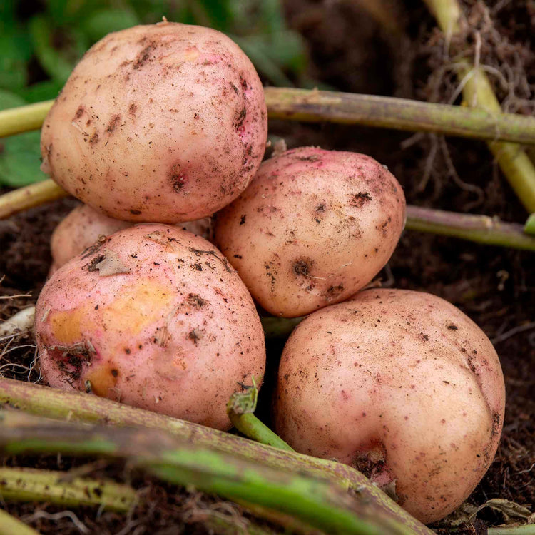 Seed Potato 'Kerr's Pink'