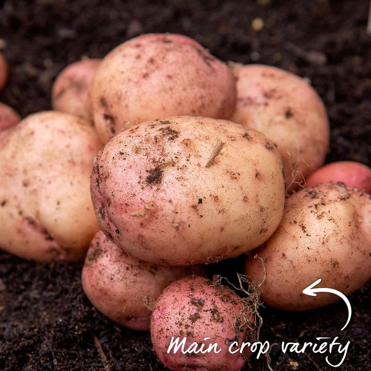 Seed Potato 'Kerr's Pink'