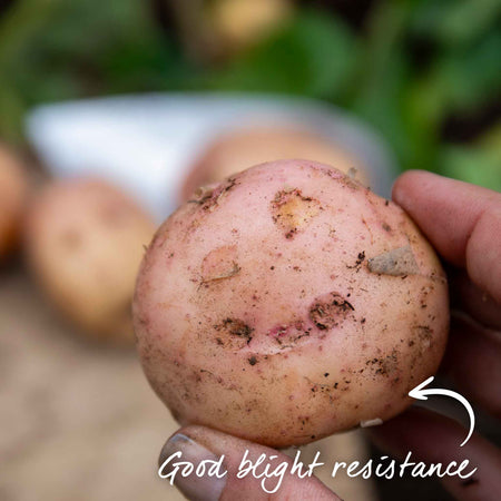 Seed Potato 'Kerr's Pink'