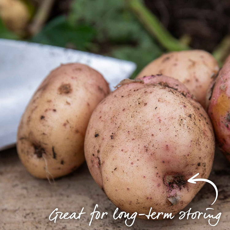 Seed Potato 'Kerr's Pink'