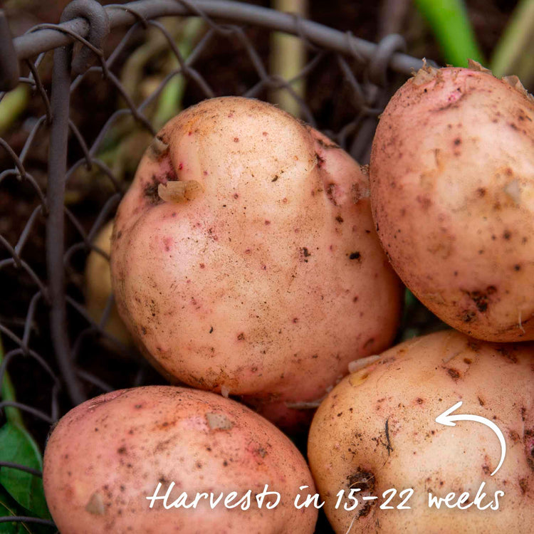 Seed Potato 'Kerr's Pink'
