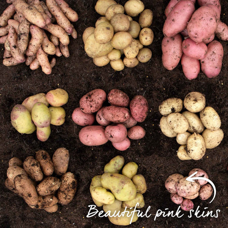 Seed Potato 'Kerr's Pink'