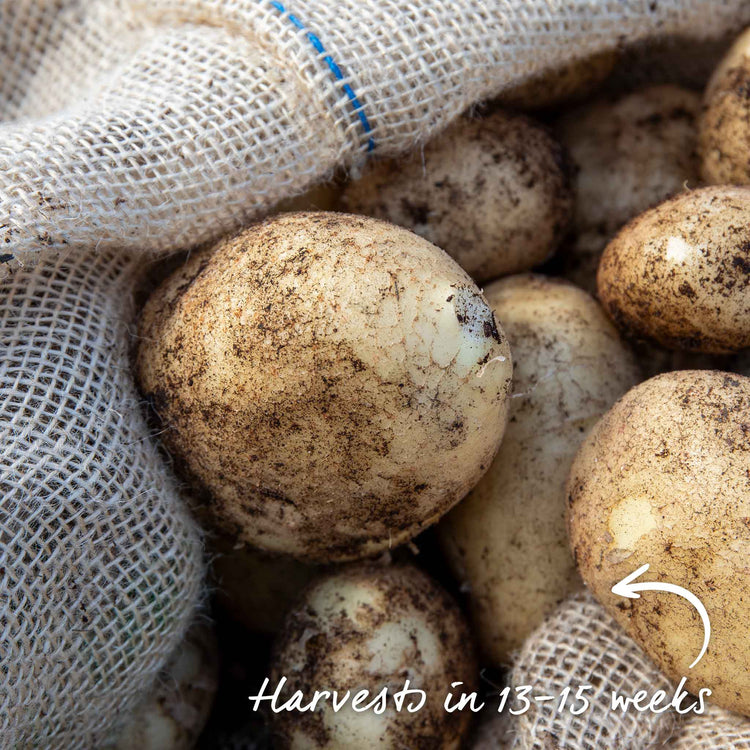 Potato 'Maris Peer' Christmas Harvest Grow Kit