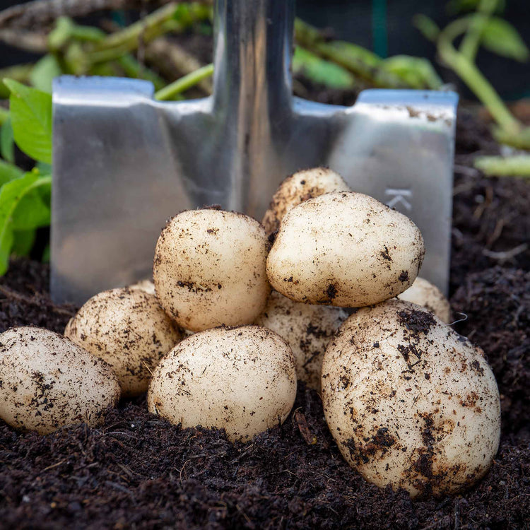 Potato 'Pentland Javelin' Christmas Harvest