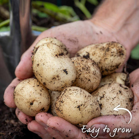 Potato 'Pentland Javelin' Christmas Harvest