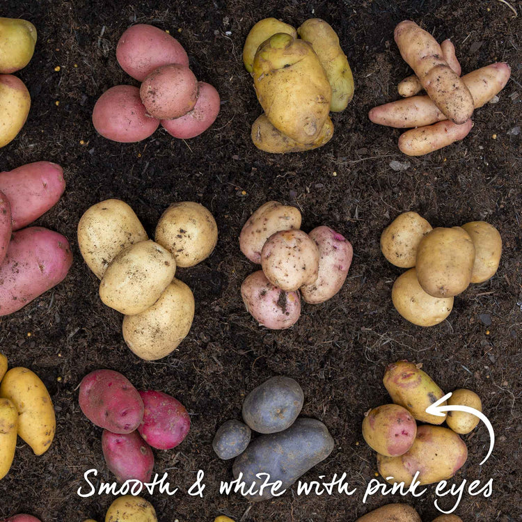 Seed Potato 'Picasso'