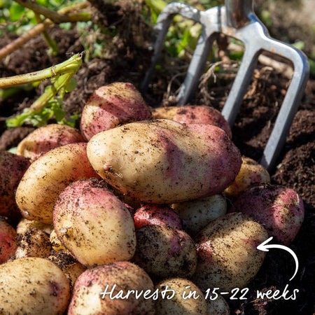 Seed Potato 'Picasso'