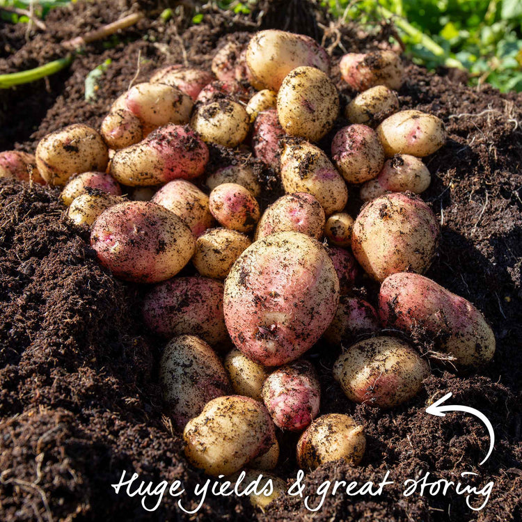 Seed Potato 'Picasso'