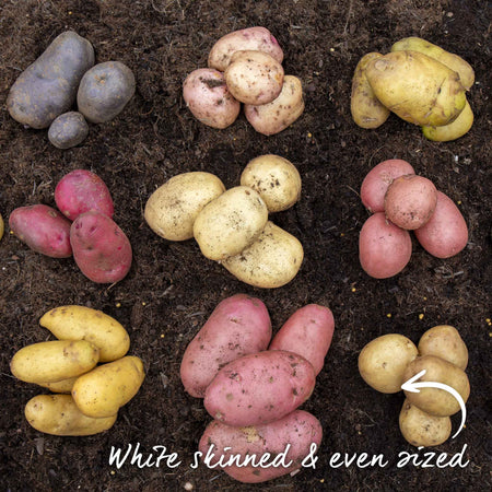 Pre-Chitted Seed Potato 'Rocket'