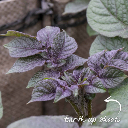 Pre-Chitted Seed Potato 'Rocket'
