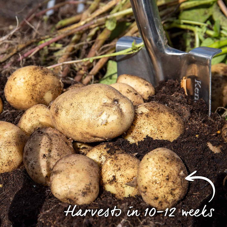 Pre-Chitted Seed Potato 'Rocket'
