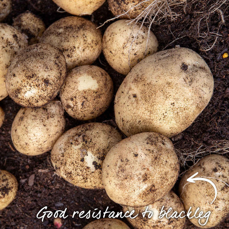 Pre-Chitted Seed Potato 'Rocket'