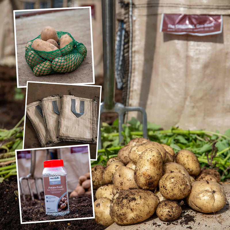 Seed Potato 'Swift' Grow Kit