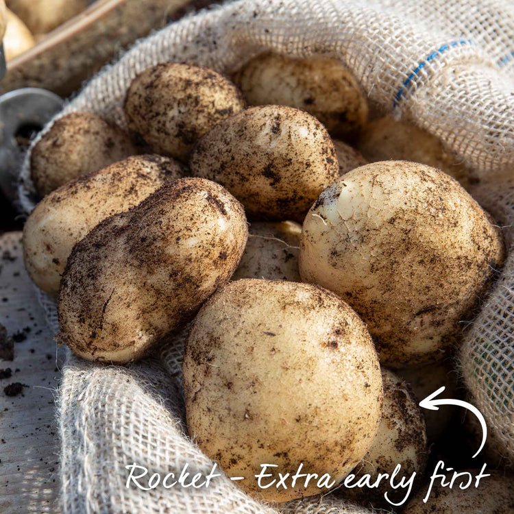 Marshalls Garden Gardener's Favourites Potato Collection