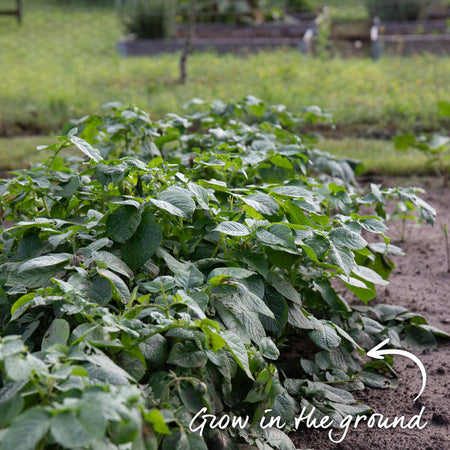 Marshalls Garden Gardener's Favourites Potato Collection