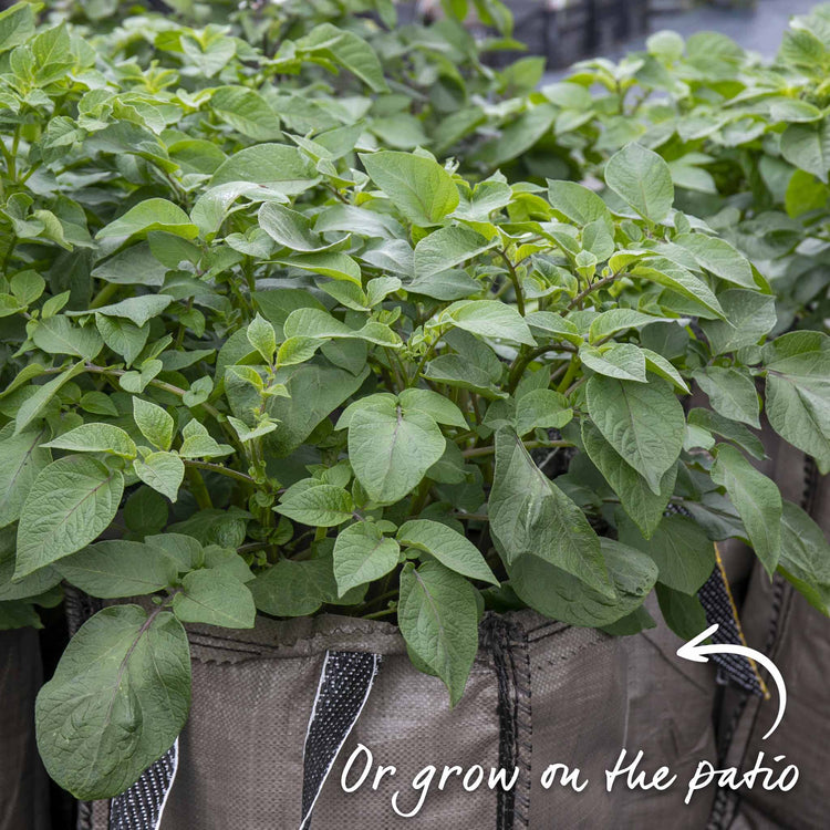 Marshalls Garden Gardener's Favourites Potato Collection