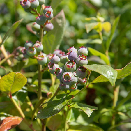 Blueberry 'Duke'