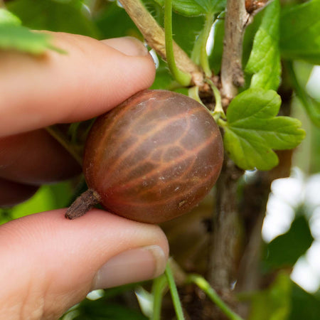 Gooseberry Standard 'Hinnonmaki Red'