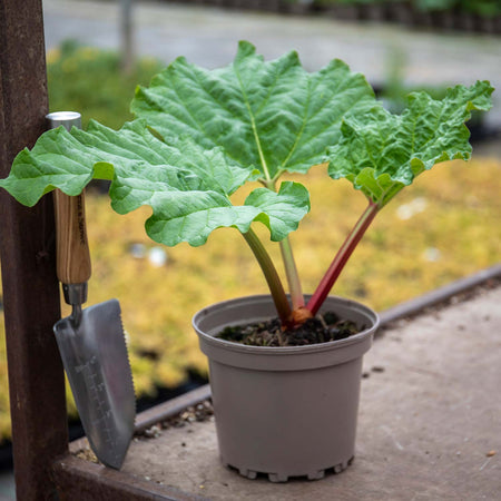 Rhubarb 'Timperley Early'