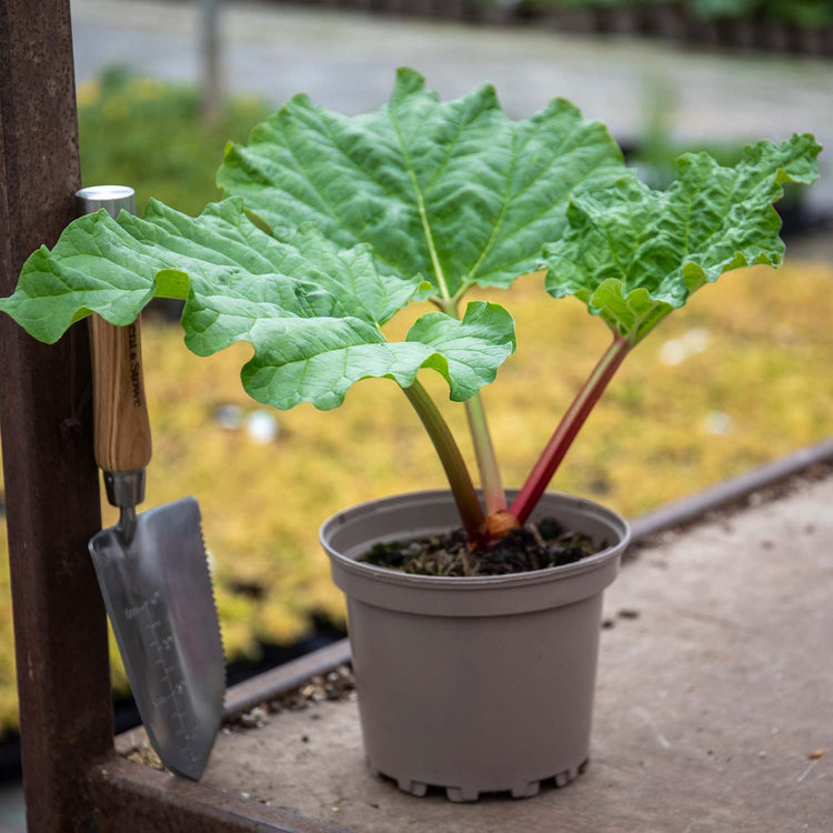 Rhubarb 'Timperley Early'