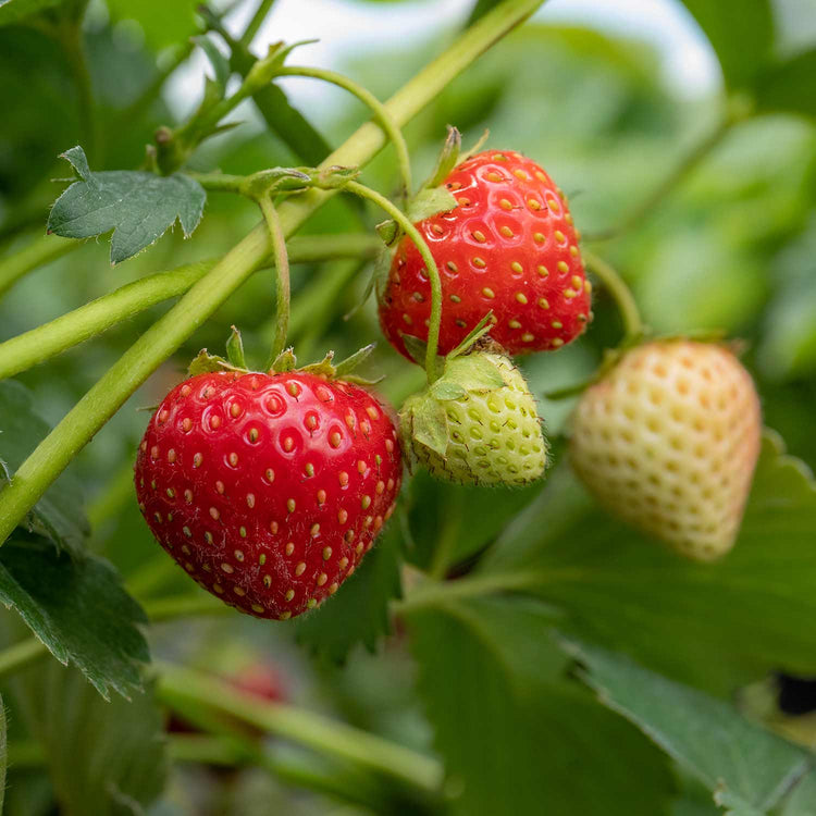 Strawberry 'Long Cropping' Collection