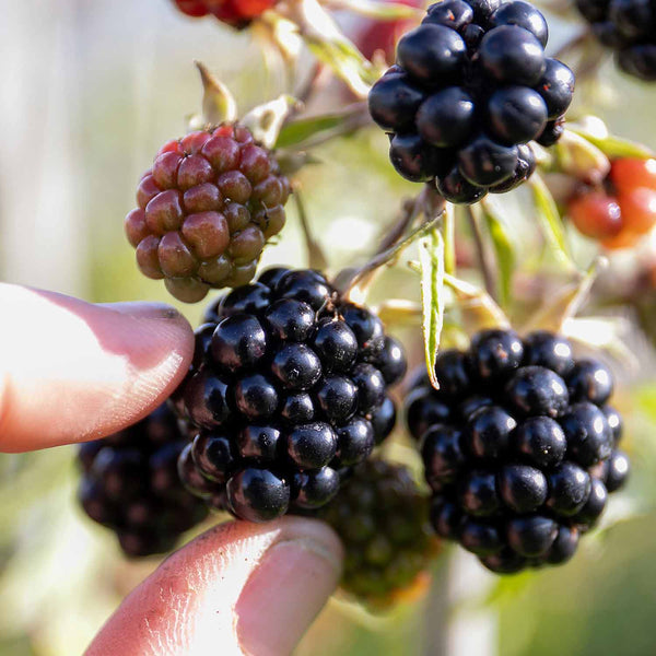 Blackberry 'Loch Tay'