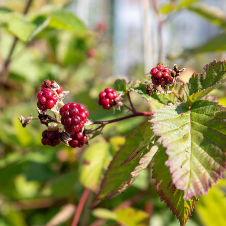 Blackberry Plant 'Thornfree'