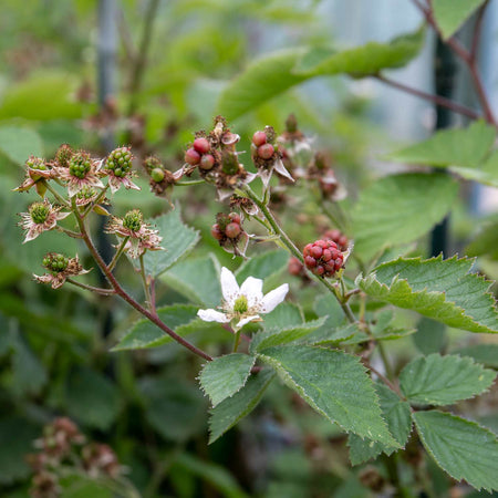 Blackberry Plant 'Thornfree'