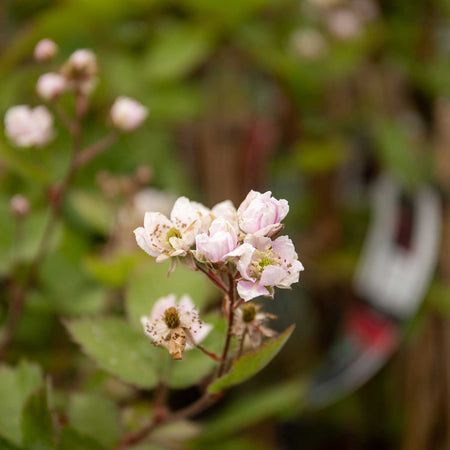 Blackberry Plant 'Thornfree'