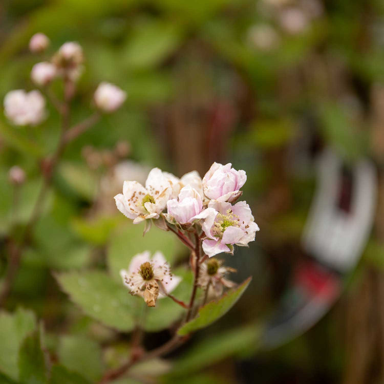Blackberry Plant 'Thornfree'