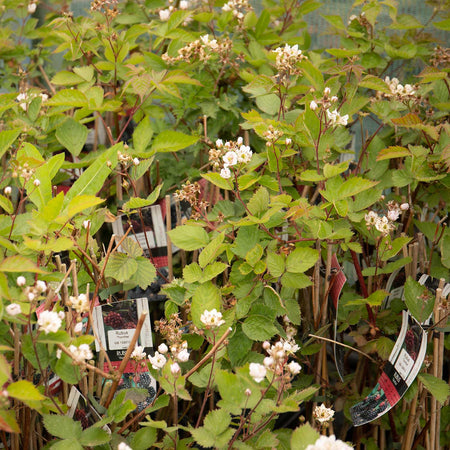 Blackberry Plant 'Thornfree'