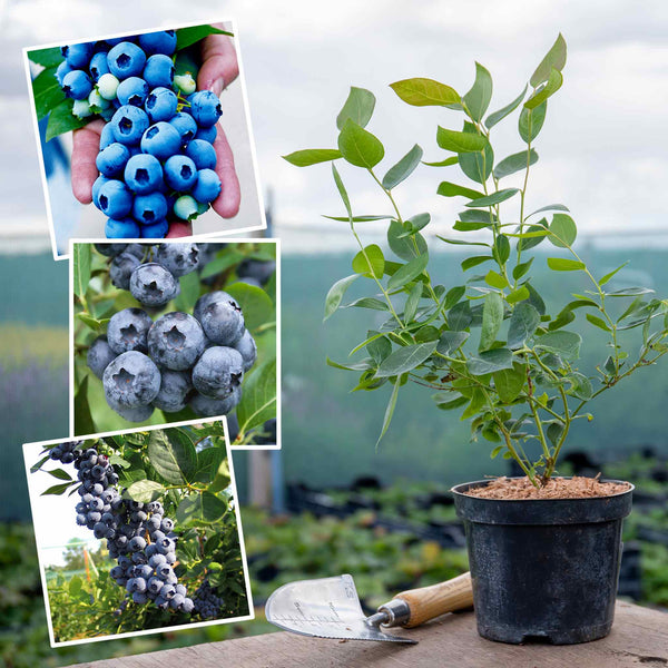 Blueberry 'Long Cropping Collection'