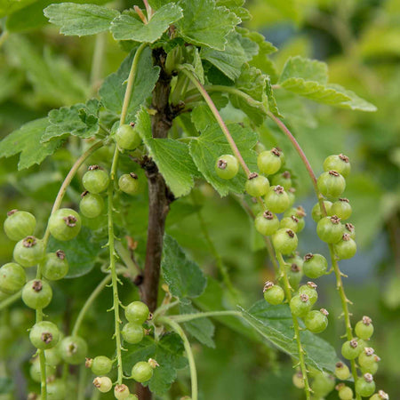 Redcurrant Standard 'Jonkheer van Tets'