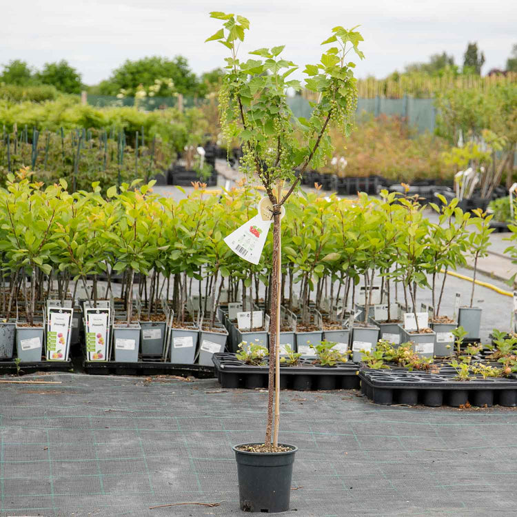 Redcurrant Standard 'Jonkheer van Tets'