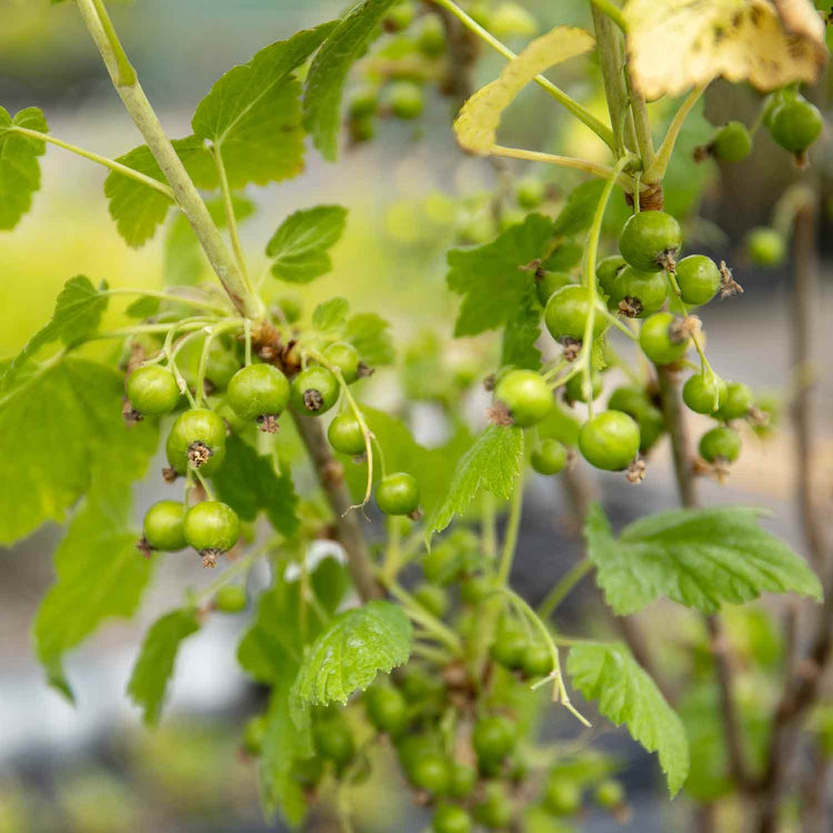Redcurrant Standard 'Jonkheer van Tets'