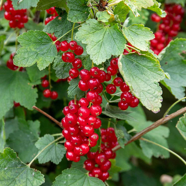 Redcurrant Standard 'Jonkheer van Tets'