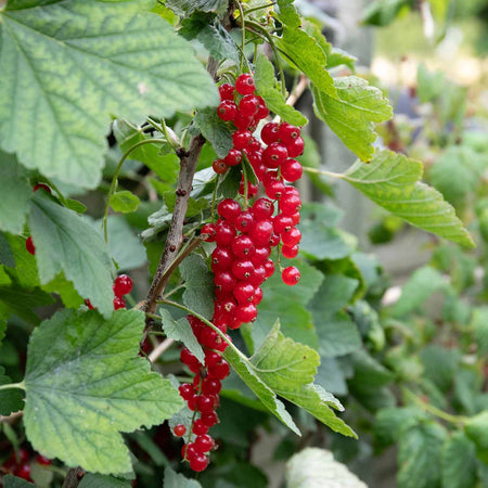Redcurrant Standard 'Jonkheer van Tets'
