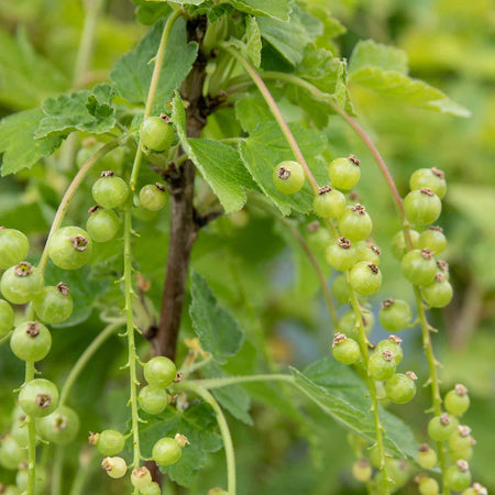 Blackcurrant Standard 'Titania'